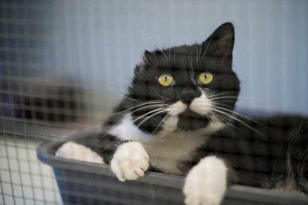 istock Cat Missing an Ear at the Animal Shelter 1477641798