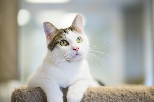 Cute white cat with brown markings and bright green eyes is sitting on a cat tree at the animal shelter or humane society waiting to be adopted to his new home.