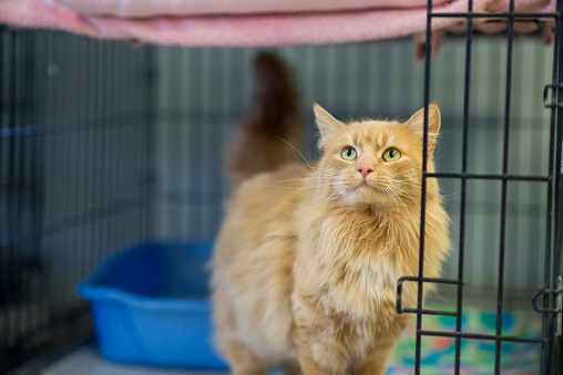 Cute long haired orange cat with bright green eyes is standing in a cage at the animal shelter waiting to be adopted to a new loving family.