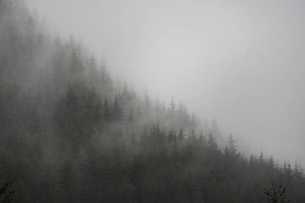 istock Foggy Mountain Rainforest Vancouver Island 1477643608