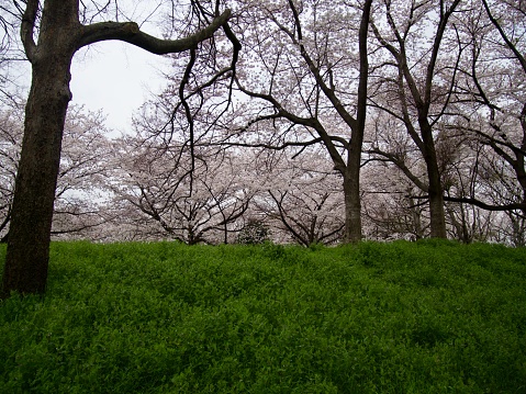 Cherry blossoms blooming in lush green park with no people in Fukuoka, Kitakyushu Japan.