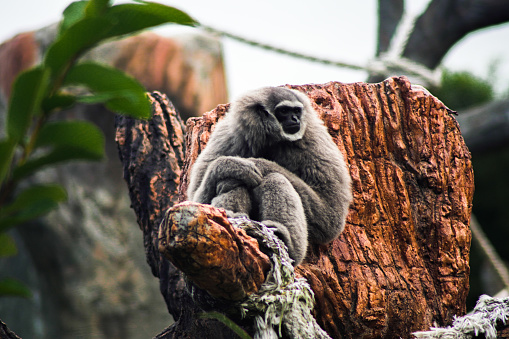 The Javan gibbon is a type of primate belonging to the Hylobatidae tribe