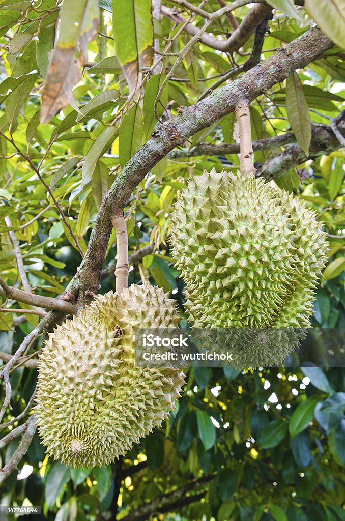 Des durians sur l'arbre. - Photo de Agriculture libre de droits