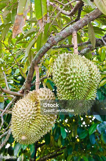 Photo libre de droit de Des Durians Sur Larbre banque d'images et plus d'images libres de droit de Agriculture - Agriculture, Aliment, Arbre