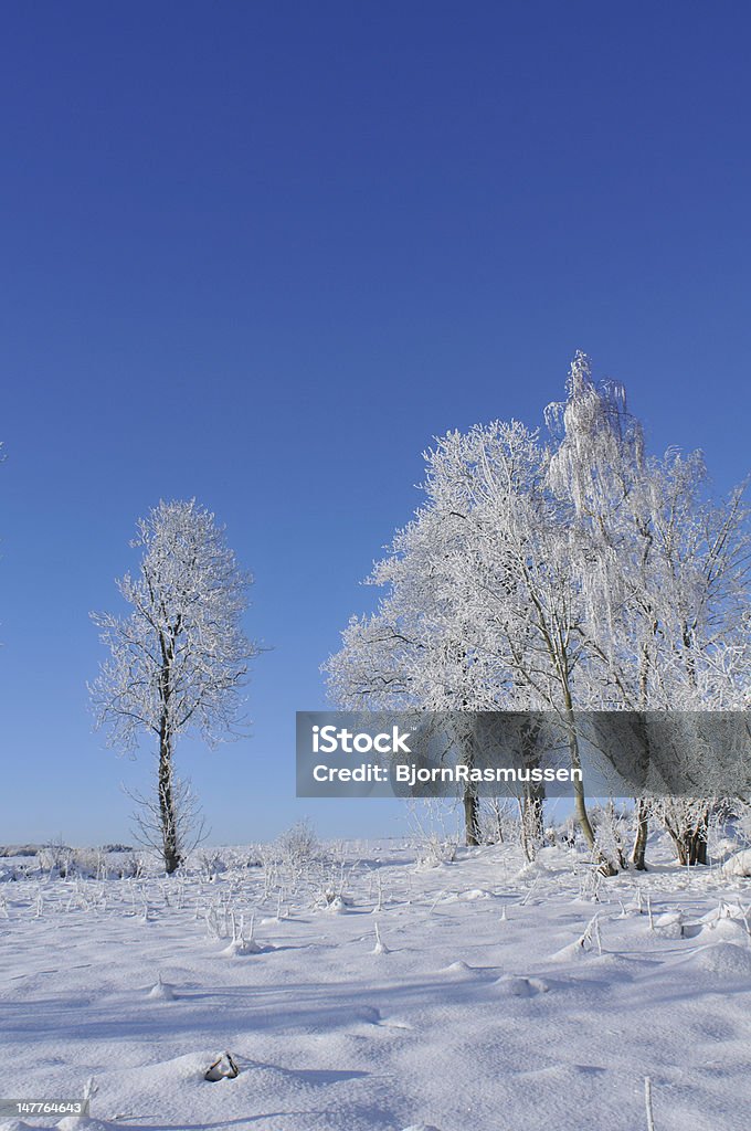 Winter Icy Trees on a winter day Blue Stock Photo