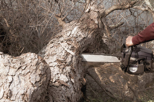 istock A lumberjack uses a chainsaw to cut wood. 1477647045