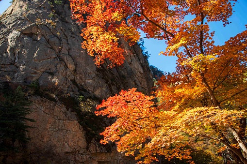 설악산의 가을 단풍