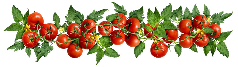 Ripe Tomato vine as ripened red fruit representing gardening and vegetable agriculture as ripened tomatoes for a salad or salsa sauce and ketchup as a spring and summer farming design element.