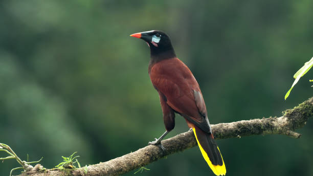 istock rear view of a montezuma oropendola perched on a branch 1477649395