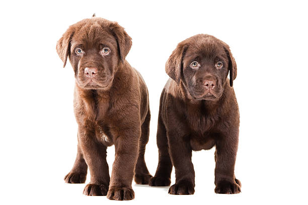 Two Chocolate Retriever puppies on isolated white stock photo