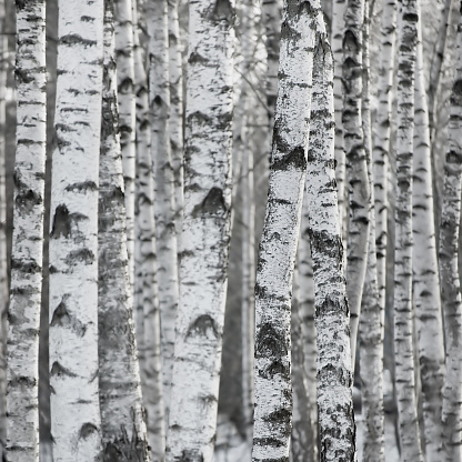Birch tree forest grove at early spring, Betula p. pendula trunks, large detailed rustic bark texture closeup, textured vertical pattern background