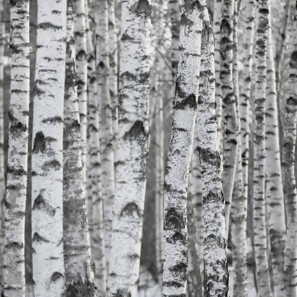 brzoza drzewo lasu gaju wczesną wiosną, betula p. pnie pendula, duże szczegółowe rustykalne kory tekstury zbliżenie, teksturowane pionowe tło wzór - silver birch tree zdjęcia i obrazy z banku zdjęć