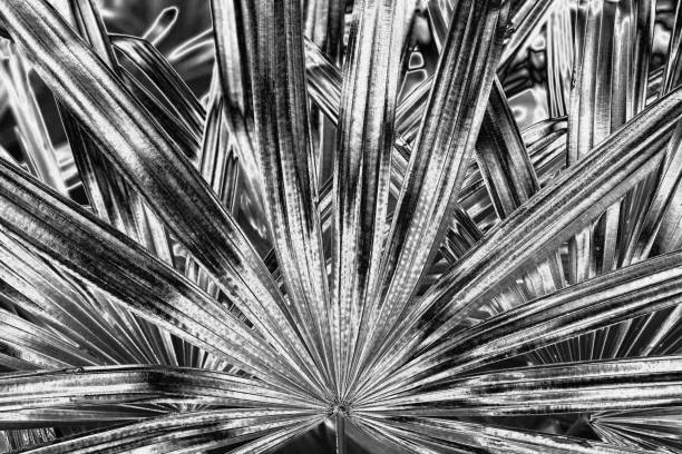 istock Silver palm tree leaves background, silver flower leaf texture, gray metal tropical foliage backdrop, monochrome metallic floral branch pattern, abstract black white plant ornament, wallpaper design 1477651340