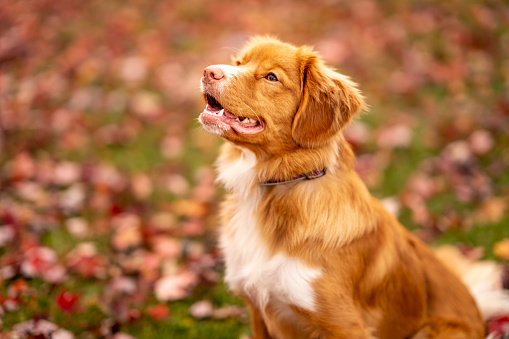 A beautiful mix breed dog sits outside on a fall day as he poses for a portrait.  He has a toothy smile and appears happy.