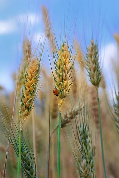 istock Ears of wheat and ladybird 147765226