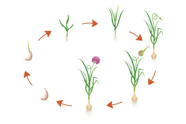 Vector illustration of Garlic growth cycle. Vector illustration of bulbous plant development infographic. Sequential process of growing leafy vegetables