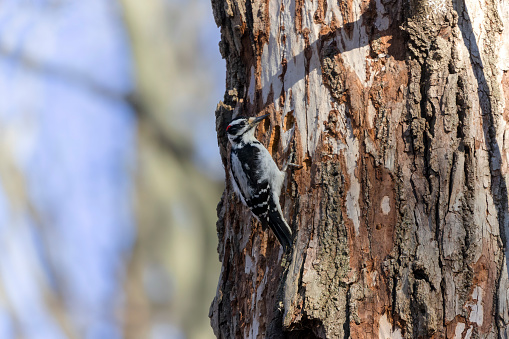 The hairy woodpecker . Natural scene from Wisconsin state park