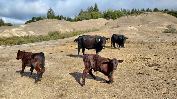 istock Family of cow 1477655616