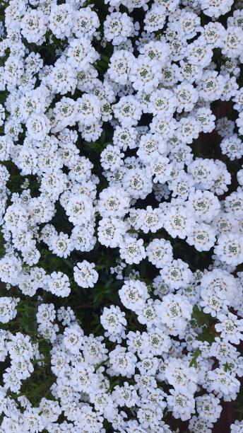 縁取りキャンディタフトの花畑を閉じる - evergreen candytuft ストックフォトと画像