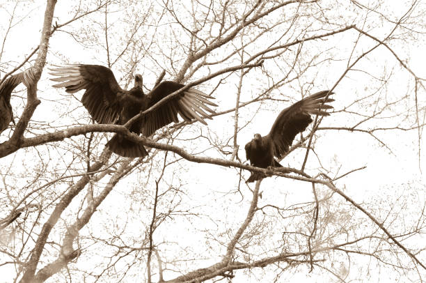 Turkey Vultures banter while sitting in a tree in Franklin, Tennessee.