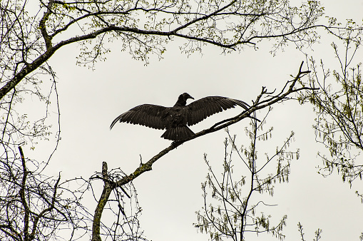 A Turkey Vulture sits in a tree in Franklin, Tennessee.