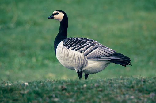 Close-up of a bird perching on field