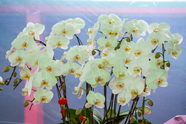Various Phalaenopsis orchids in the flower market