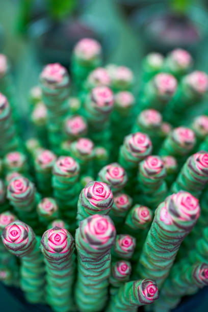 istock Lush and plump succulents close-up 1477663683