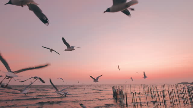 Group of Seagulls bird flying