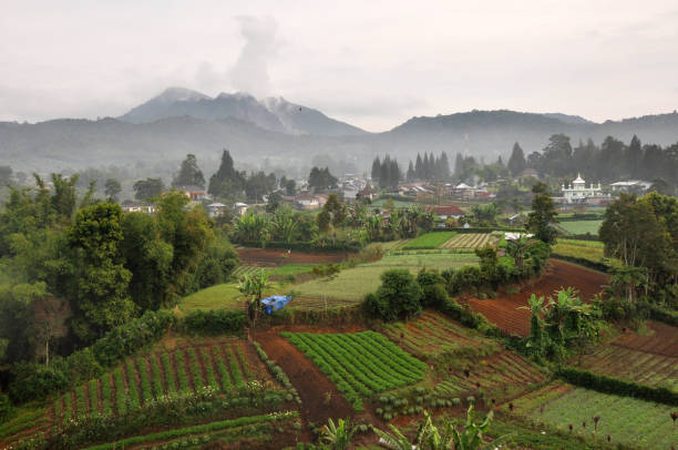 istock The Luse Plantation Under Sibayak Volcano 1477664897