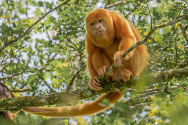 istock Black Mantled Howler Monkey - Rare Orange Variety 1477667625