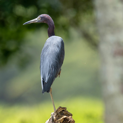 A little blue heron on the banks of Rio Frio, Cano Negro Wildlife Refuge, Costa Rica.