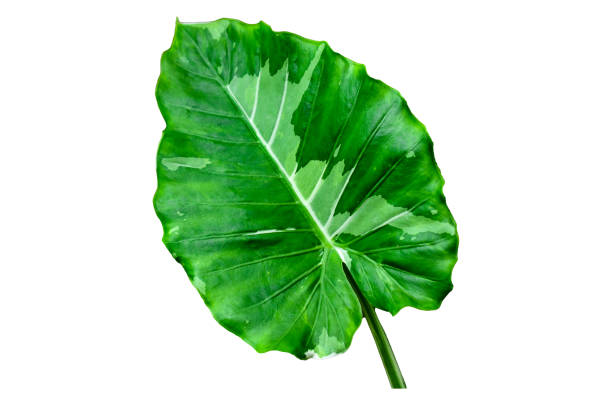 istock Alocasia odora Okinawa Silver flora 1477674165