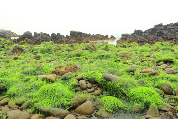 haufen von algen, die den strand bei ebbe auf der insel jeju bedecken - kugelalgen stock-fotos und bilder