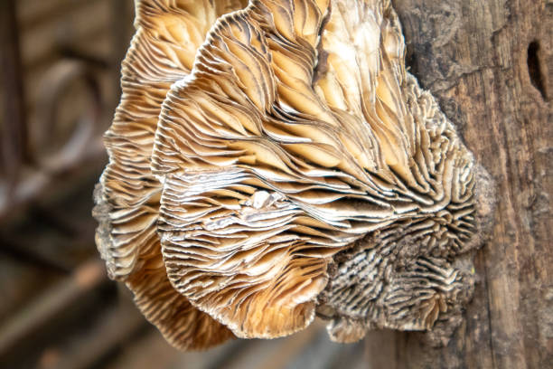 A brown mushroom that grows in natural humidity on a wooden surface.