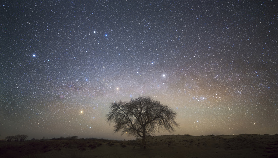 Lone tree in the grassland under the winter Milky Way, shot in Inner Mongolia, China
