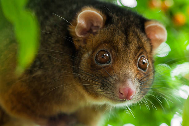 Ringtail Possum Shallow Focus Close up of a wild suburban ringtail possum, facing the camera with shallow depth of field. opossum stock pictures, royalty-free photos & images