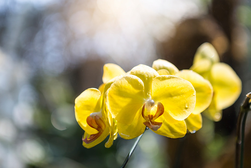 Yellow orchid from tropical garden with morning day light, nature concept background, spring season