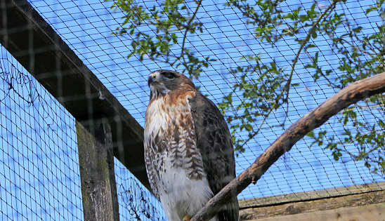 Hawks Falcons and buzzards in open cage in the uk