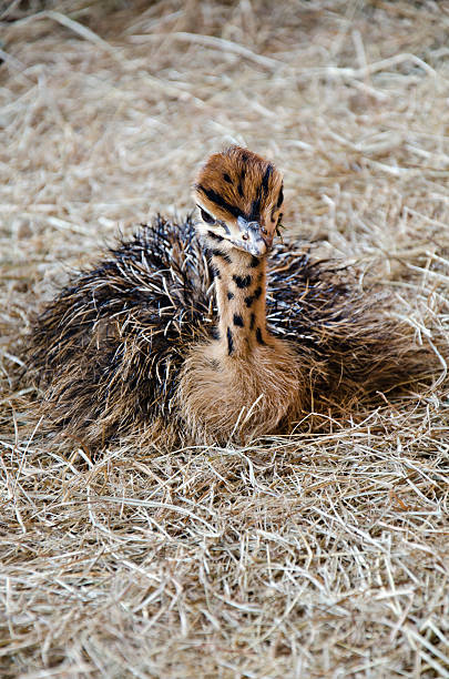 autruche-enfants - young bird beak feather ostrich photos et images de collection