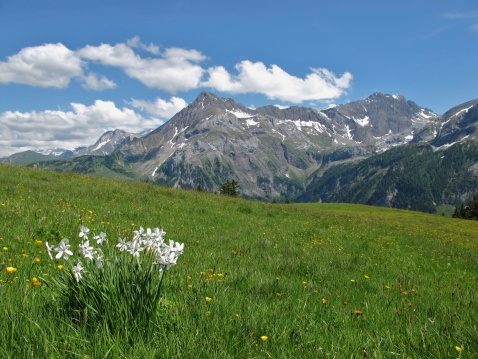 Summer in the Bernese Oberland