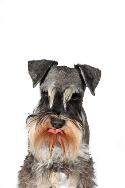 istock portrait of funny dog 1477685227