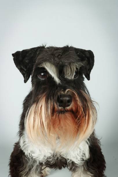 istock portrait of dog 1477685317