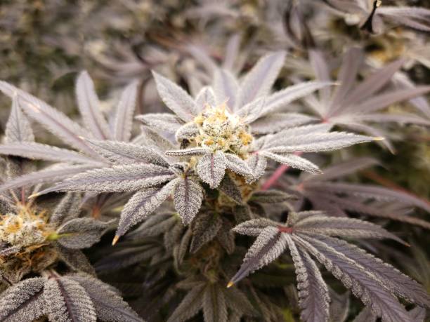istock Cannabis Plant Growing Indoor Flowering indica leaf covered in THC 1477685334
