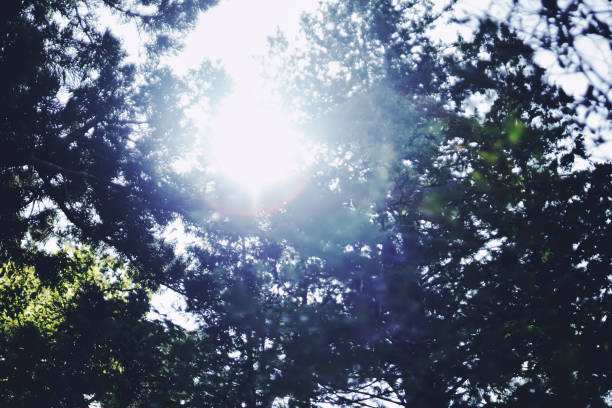 緑の木々の間から差し込む太陽の光
