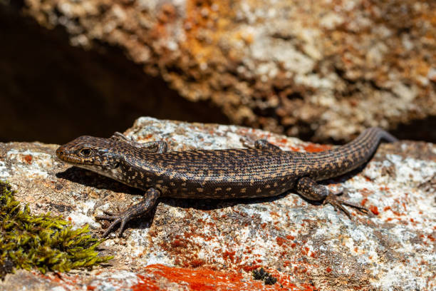 istock Tasmanian Ocellated Skink 1477686531