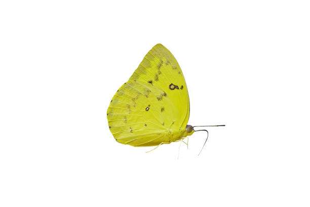istock yellow butterfly isolated on white background 1477687079