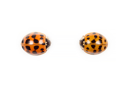 A pair of ladybugs on a white background. Ladybug beetle. Insects close-up.