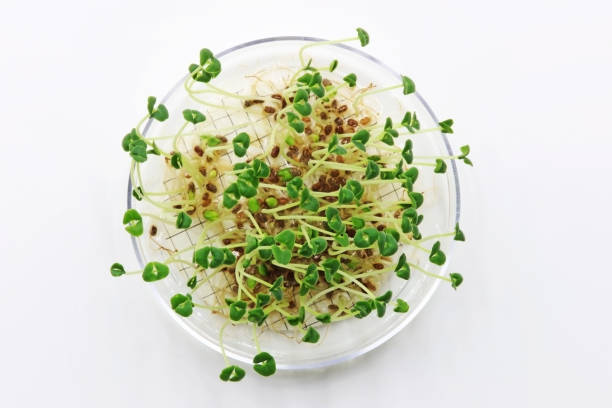 発芽したばかりの種子が入ったペトリ皿の上面図 - genetic modification genetic mutation genetic research vegetable ストックフォトと画像