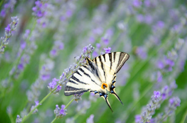 レベンダーの花の美しい蝶イフィクリデスポダリリウス。 夏にはラベンダーが咲きます。 - scarce swallowtail ストックフォトと画像